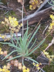 Phemeranthus parviflorus