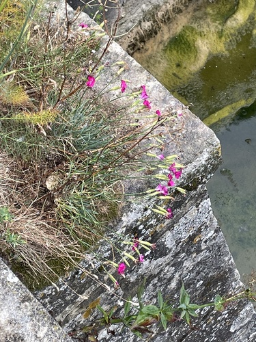 clove pink (Dianthus caryophyllus)