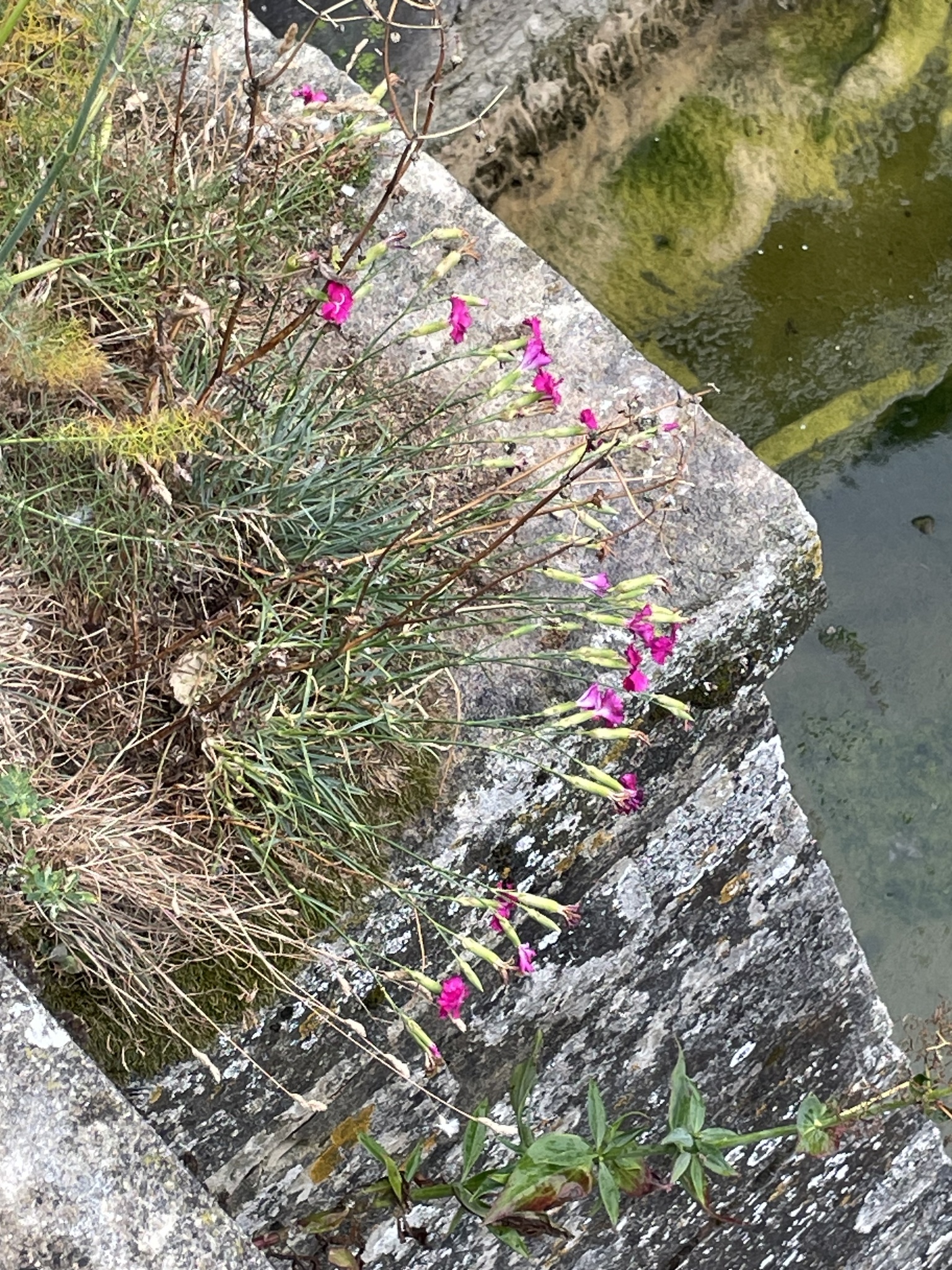 Clove Pink (Dianthus caryophyllus)
