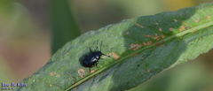 Gastrophysa atrocyanea