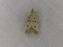 Atheropla decaspila