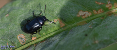 Gastrophysa atrocyanea