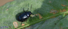Gastrophysa atrocyanea