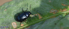 Gastrophysa atrocyanea