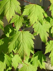 Acer glabrum douglasii