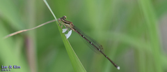 Platycnemis phyllopoda