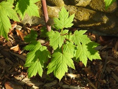 Acer glabrum douglasii