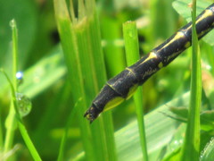 Phanogomphus quadricolor