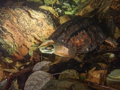 Chinese Three-Striped Box Turtle photo 5