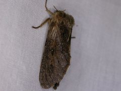 Oncopera rufobrunnea