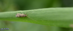 Annulipalpia