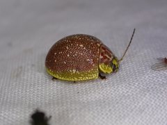 Paropsis bella
