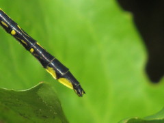 Phanogomphus quadricolor