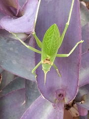 Paracyrtophyllus robustus