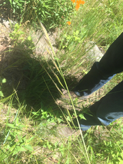 Hesperostipa spartea