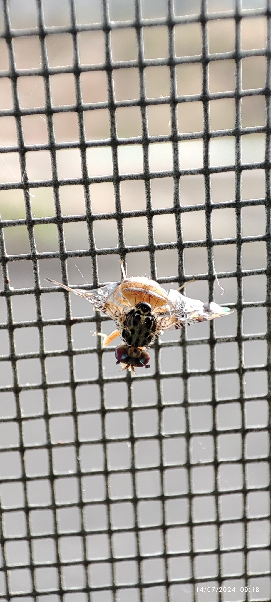 Mosca del Mediterráneo
