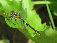 Phanogomphus quadricolor