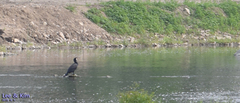 Phalacrocorax carbo