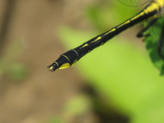 Phanogomphus quadricolor