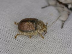 Paropsis omphale