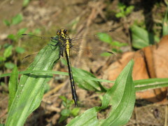 Phanogomphus quadricolor