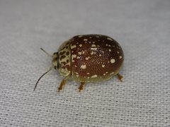 Paropsis marmorea