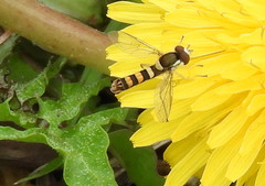Sphaerophoria philanthus