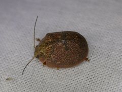 Paropsis intermedia
