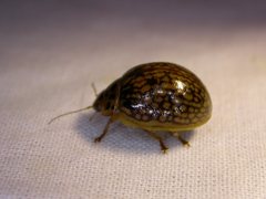 Paropsisterna fulvoguttata