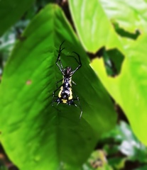 Micrathena vigorsi