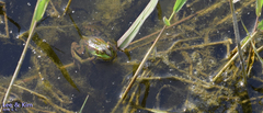 Pelophylax chosenicus