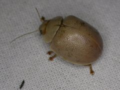 Paropsisterna crocata