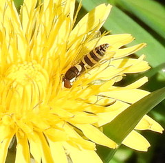 Sphaerophoria philanthus