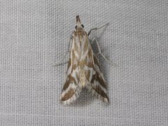 Sedenia rupalis