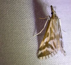 Sedenia rupalis