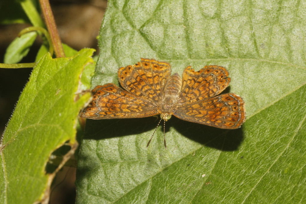 Calephelis huasteca