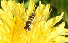 Sphaerophoria philanthus