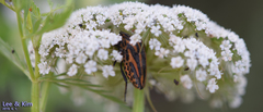 Graphosoma rubrolineatum