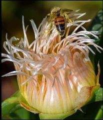 Apis mellifera