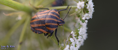 Graphosoma rubrolineatum