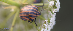 Graphosoma rubrolineatum