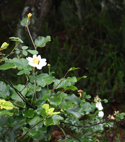 Image of Rosa arvensis by (c) Matteo Martini, some rights reserved (CC BY)