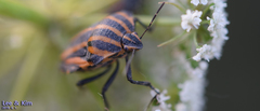 Graphosoma rubrolineatum