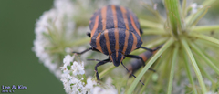 Graphosoma rubrolineatum