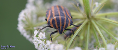 Graphosoma rubrolineatum