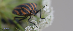 Graphosoma rubrolineatum