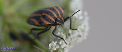 Graphosoma rubrolineatum