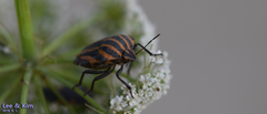 Graphosoma rubrolineatum