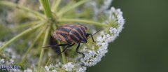 Graphosoma rubrolineatum