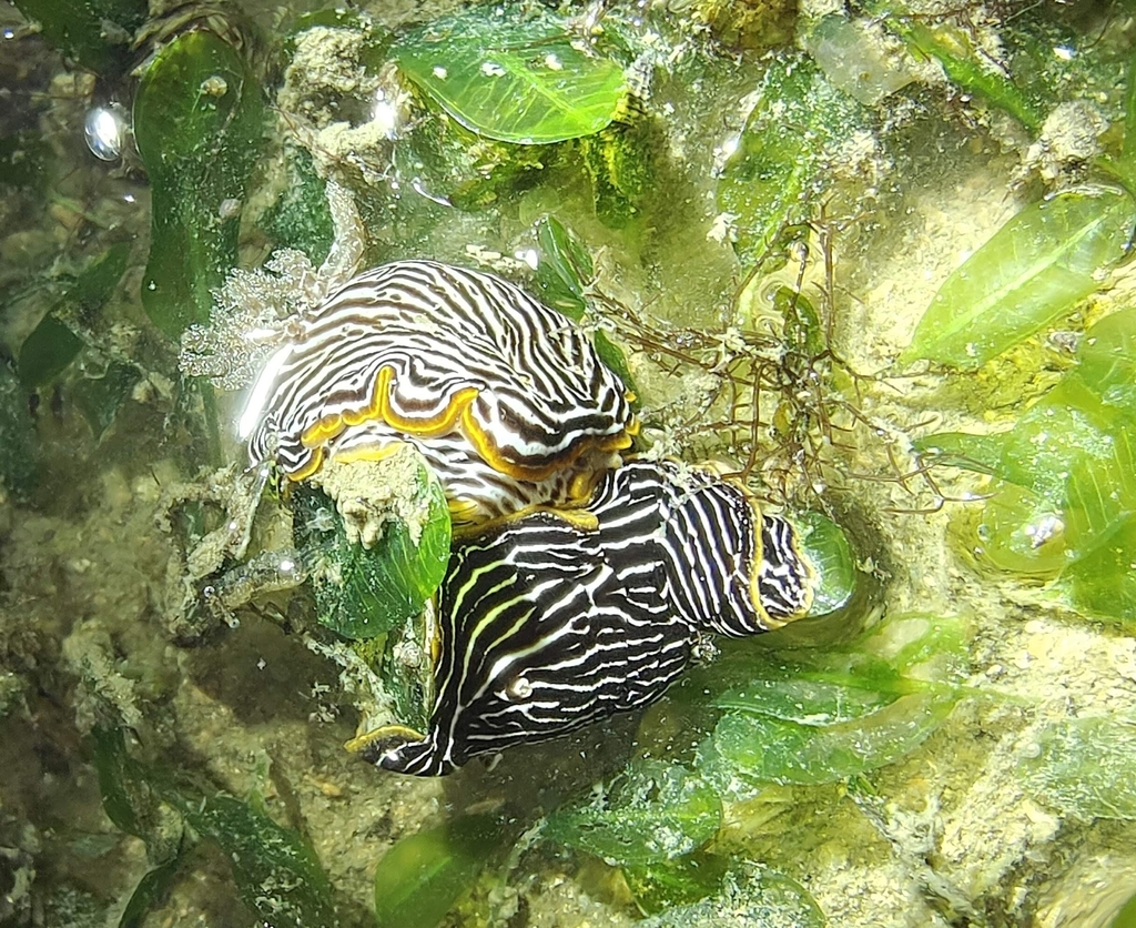 Chromodoris lineolata
